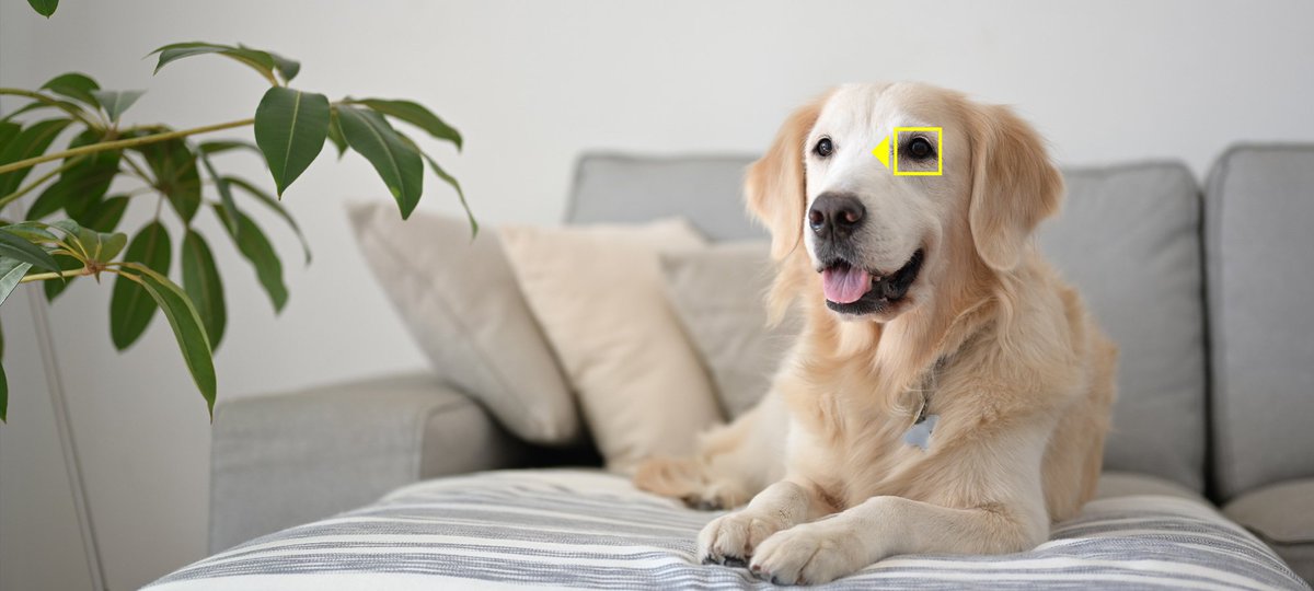 Het is vandaag Internationale Puppydag! Het ideale moment om de nieuwe animal autofocus (AF) voor de Z 6 en de Z 7 uit te proberen!