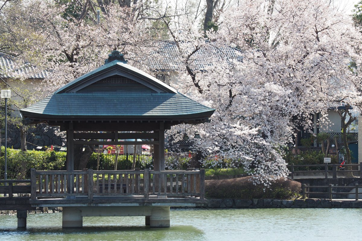 東松山市公式 桜 の開花状況 3月23日 月 市役所周辺の桜の開花状況です 一部見頃を迎えている桜もありました 撮影場所は市役所前庭 松山神社 上沼公園 下沼公園です 東松山 桜 さくら 東松山市公式 桜 の開花状況 3月23日 月 市役所周辺の桜の開花状況です 一部見頃を迎えている桜もありました 撮影場所は市役所前庭 松山神社 上沼公園 下沼公園です 東松山 桜 さくら