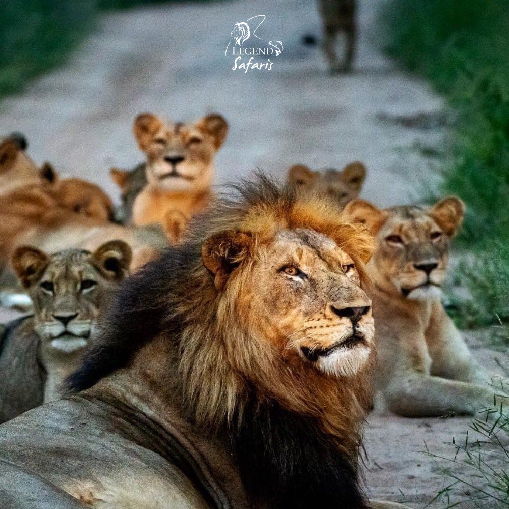 legend_safaris's tweet photo. Part of being a leader is not always needing to be the leader. There are many lessons we can learn from wildlife. There's always something amazing to observe.
#Prideoflions #Kruger #krugernationalpark #opensafarivehicle #legend_safaris #legendsafaris #animalsights #africanskies https://t.co/urGta3u0if