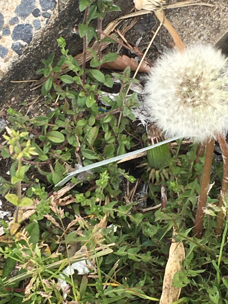 たんぽぽの花言葉 たんぽぽの花言葉
