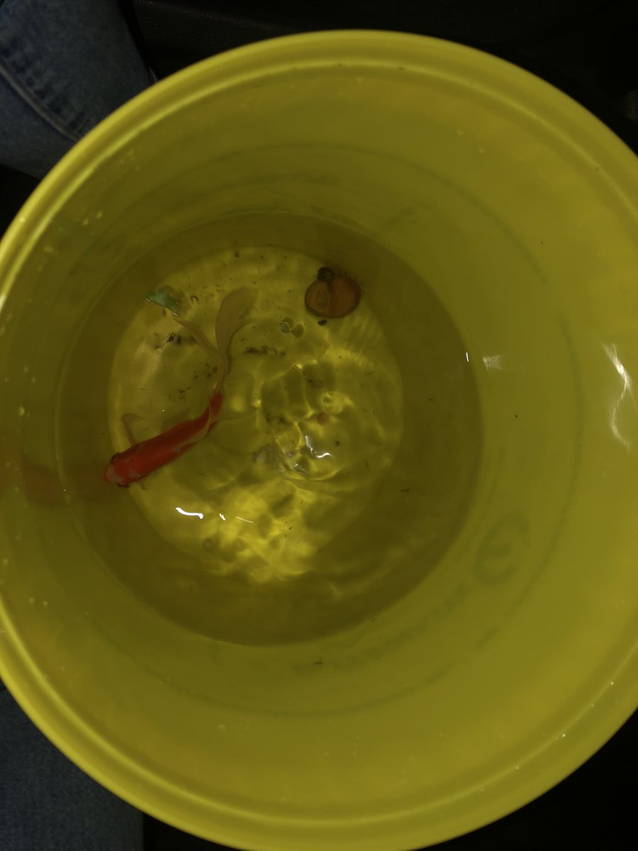 cherrysun606's tweet photo. Welcome to your new #selfisolation home Finn &amp; Shelly! #labfish #newfriends #justkeepswimmin! https://t.co/sZnpe1daVv