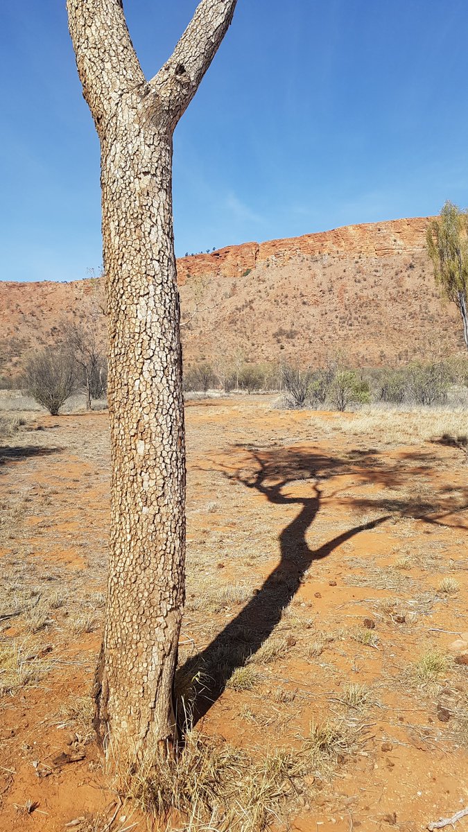 EucalyptAus's tweet photo. In those species that retain their old bark deep fissures may appear in very hard, thick bark (#ironbarks), appear tessellated (many #bloodwoods), or else be fibrous and stringy (#peppermints and #stringybarks), or compact, scaly & fibrous (#boxeucalypts. #NationalEucalyptDay 4/ https://t.co/BHPPWYIviW