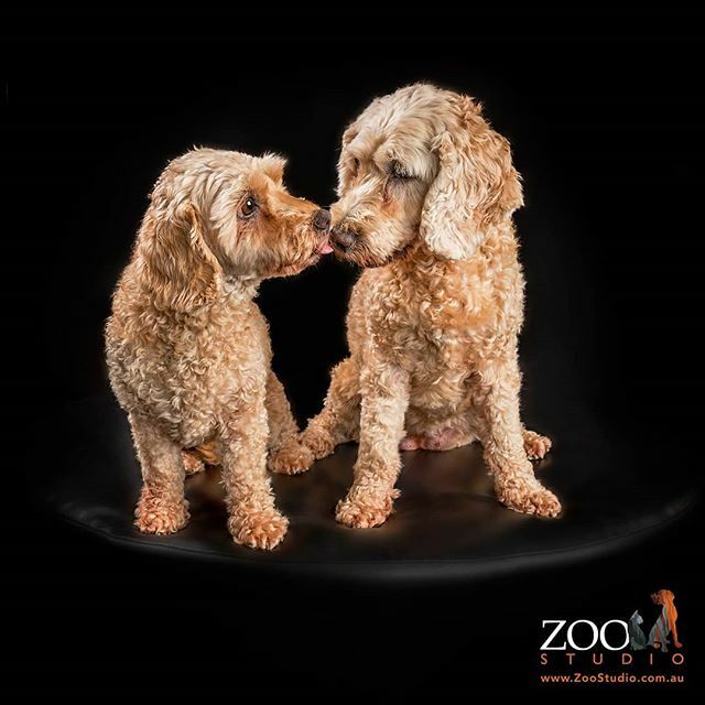 ZooStudioPhotos's tweet photo. Are you in 14 days of self-isolation? Are you feeling distant with the the social distancing requirements?
​
​We're mindful that there are those who will be feeling the pressures of self-isolation. You may be one of the many who have returned from overseas and are needing to… https://t.co/K7K0ulLuXK