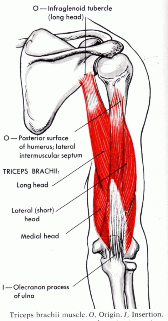 The biceps is mostly important for the flexion of the elbow joint whereas the triceps is responsible for the extension of the elbow joint. The muscle is called triceps bc of its three heads. One has its origin on the lateral (outer) edge of the shoulder blade directly under the