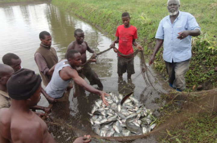 IBMJONLINERADIO's tweet photo. COVID 19 is likely to collapse our business – Fish farmers Association. https://t.co/dPI8hRbxmo https://t.co/1gooLqzsbl