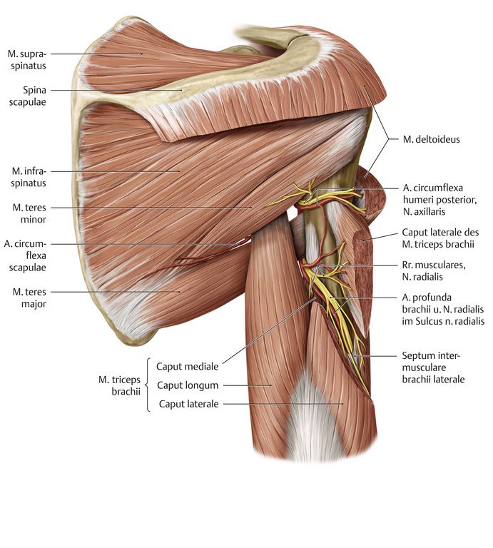 The muscle is innervated by the radial nerve which runs around the humerus and is very exposed and vulnerable when the humerus fractures.