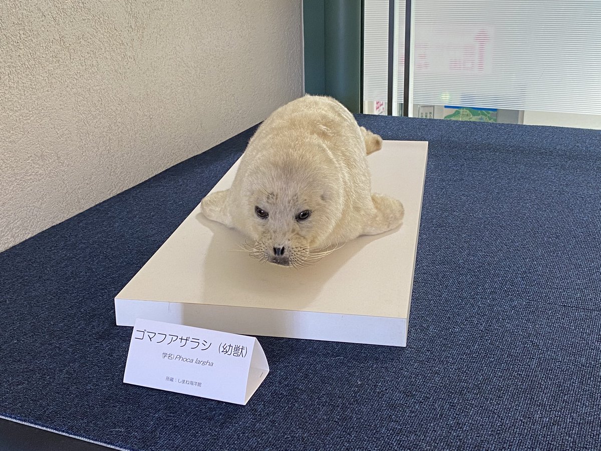 アザラシの剥製もいっぱい！ #あざらし #seal #しまね海洋館アクアス