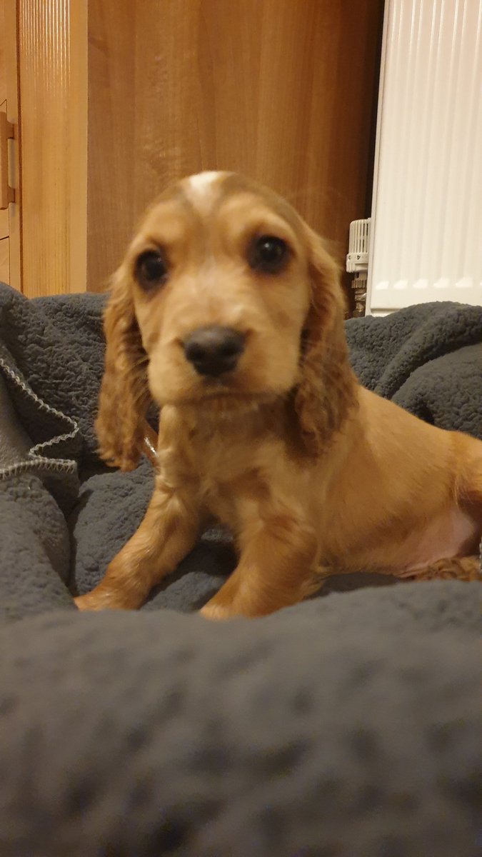 SPH1967's tweet photo. Dexter the Cocker Spaniels Puppy days.....#NationalPuppyDay https://t.co/fDjXEMEKDA