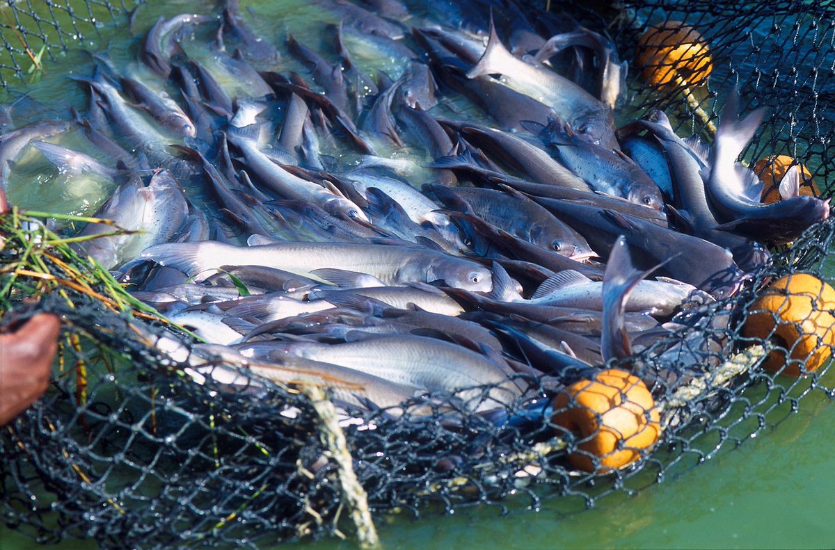 StrathThemes's tweet photo. "Fish stocks could collapse if UK-EU talks break down" - read more here: https://t.co/FL1OqkZjIk
Find out more about our expertise here: https://t.co/aRtxvhkDO2
#Strathclyde #StrategicThemes #SocietyPolicy https://t.co/CPcmKJHHow