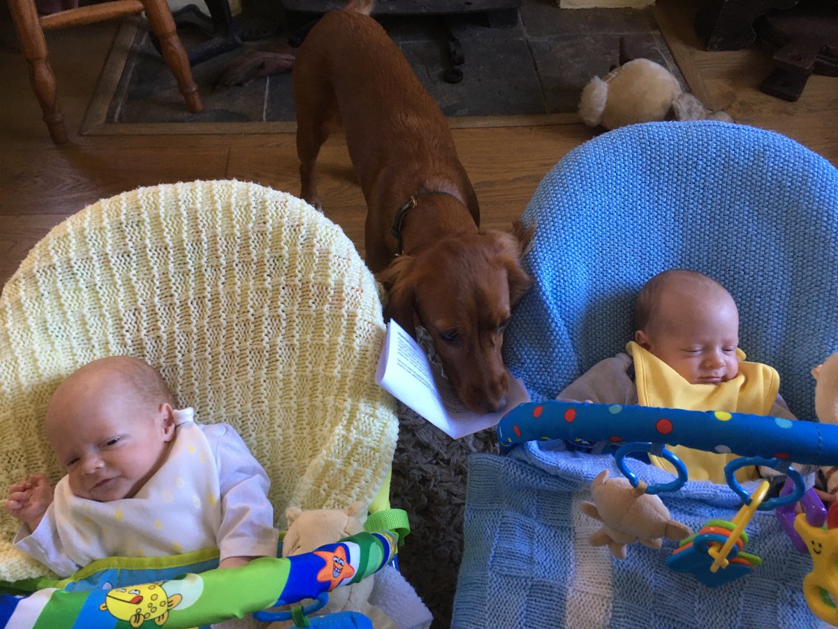 CleySpy's tweet image. Mixed bag from the morning meeting with my #workingfromhome colleagues. Fred (Head of Screaming) proposed a bold new resource acquisition strategy (more milk, NOW), while Bertie (Wind Manager) farted loudly and vomited on his suit. Pippin (secretary) took minutes and buried them.