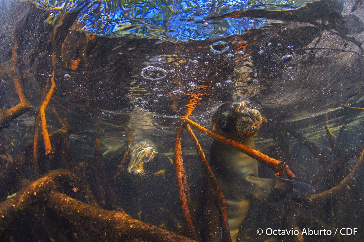 MangroveProject's tweet image. What are the most wonderful & unexpected animal #species you know that live or visit #mangrove forests!? We'll kick things off...
🐊🦉🐍🐘🦇🐝🦞🦈🦌🦀🐅🦅🐬🐸🐦
These are the smallest species of sea lions & they love hanging out in the #mangroves of the Galapagos islands!
RT