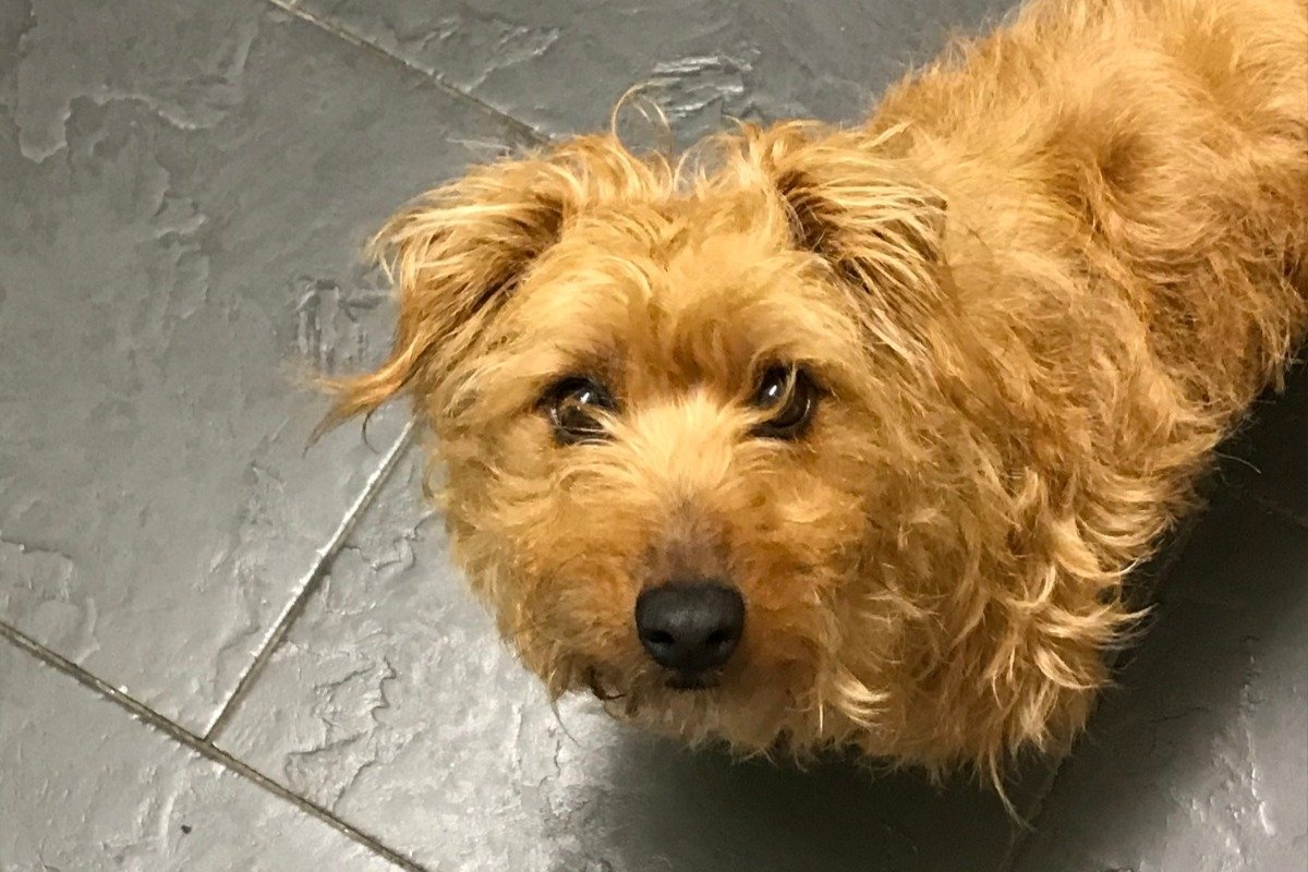 archie_see's tweet photo. Please support my GoFundMe campaign: https://t.co/L15SCm1SVn @gofundme
#dogs #dogsoftwitter #animal #animals #gofundme #helparchiesee #pets #doggo #terrier #jackrussel #share #fundraiser https://t.co/qpW3QKGbzK