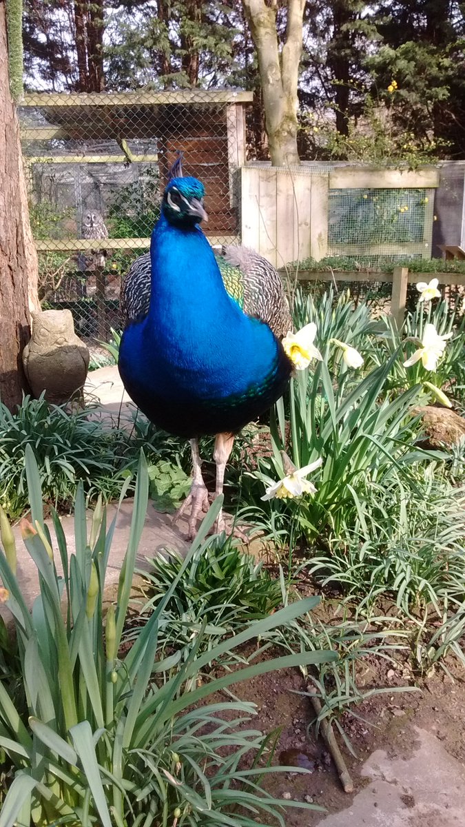 Ourselves and the whole kirkleatham site is currently closed due to the current virus situation. Strange &amp; worrying times-but when the sun is out &amp; the animals are going about their business oblivious to everything, all seems normal! A peacock in the daffodils to cheer people up!