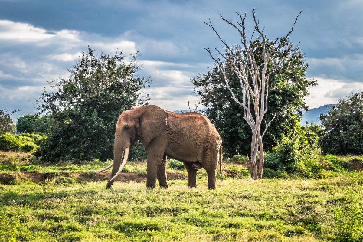 HOME SCHOOL. Make it wild. Did you know? Elephants can also "listen" with their feet. They pick up vibrations from sensory cells in their feet, up their legs and shoulder bones then to middle ear. #Wildlife #Safari #Conservation #Elephant #Africa #HomeSchool #AdventureTravel