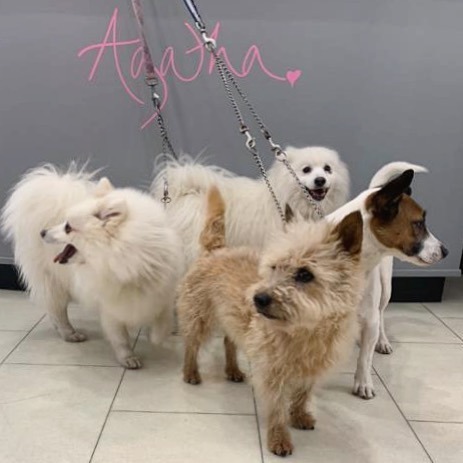 Happy Monday from @agathaboutique and Steff, Kim, Dave &amp; Joan!
We’re going to try and brighten your day by sharing your dog pictures on our stories - send them to us or share with the #Agathalovesdogs 🐕 
Love and wishes to all 💘 #dogsofinstagram #goo… ift.tt/395Q2EU