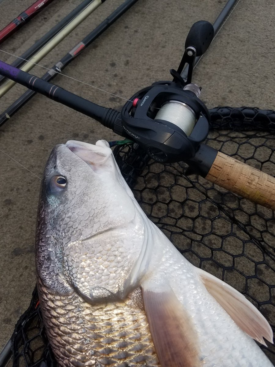 CrawBug's tweet image. Wasn't exactly what I was fishing for but a nice surprise all the same! Hit like a bass. Fought like a bass. You'd think it was a bass. @smokehds3 @QuantumFishing @QuantumTackle