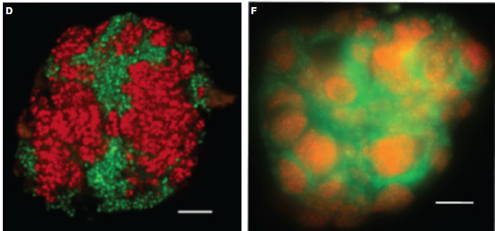 Max Planck Institute for Marine Microbiology (@marinemicrobio) on Twitter photo Ethane oxidation by Candidatus Ethanoperedens - a thermophilic genus of archaea mediating the anaerobic oxidation of ethane <a href="/biorxivpreprint/">bioRxiv</a> <a href="/cedricjhahn/">Cedric Hahn</a> <a href="/Gecko1990/">Rafael Laso Pérez</a> <a href="/WegenerGunter/">Gunter Wegener</a> @MolEcol_MPIMM <a href="/Habitat_MPI/">Deep Sea Ecology and Technology Group (Habitat)</a> @marum_de <a href="/AWI_de/">AWI Medien</a> biorxiv.org/content/10.110… Ethane oxidation by Candidatus Ethanoperedens - a thermophilic genus of archaea mediating the anaerobic oxidation of ethane <a href="/biorxivpreprint/">bioRxiv</a> <a href="/cedricjhahn/">Cedric Hahn</a> <a href="/Gecko1990/">Rafael Laso Pérez</a> <a href="/WegenerGunter/">Gunter Wegener</a> @MolEcol_MPIMM <a href="/Habitat_MPI/">Deep Sea Ecology and Technology Group (Habitat)</a> @marum_de <a href="/AWI_de/">AWI Medien</a> biorxiv.org/content/10.110…