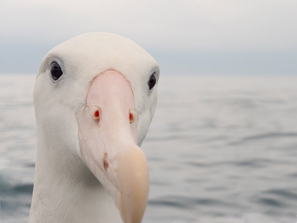 Not quite understanding #Social_Distancing , a Wandering Albatross, off Kaikoura... #NewZealand 

Pleased recently donated loads of alby images to #AlbatrossTaskForce #rspb to help promote awareness/save lives of alberts.
#PositiveVibes #solaceinnature #staysafe #HelpOneAnother