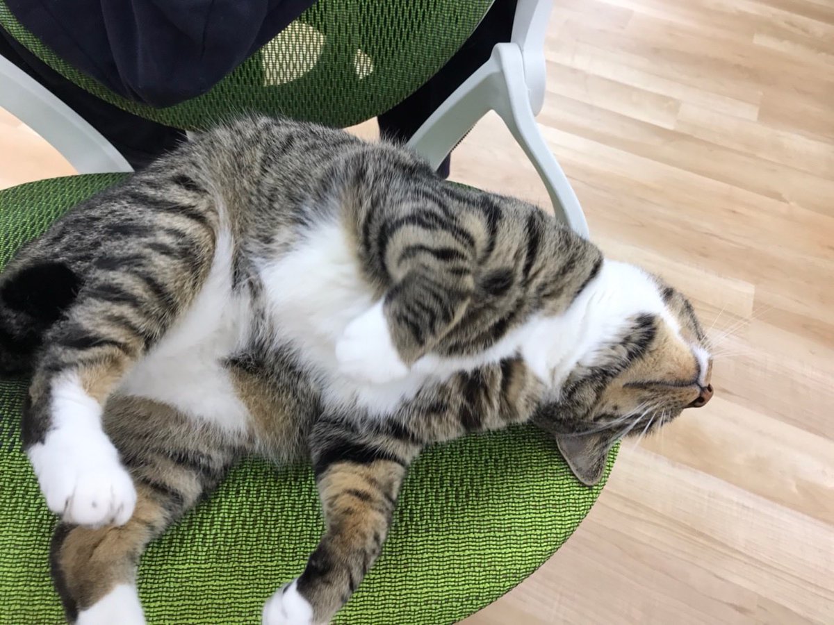 くらしのマーケット 公式 Ar Twitter 弊社猫のシーちゃん 今日は雨だからやる気出 ないし毛がボサボサになるの とりあえずあなたブラッシングしてくんない 企業公式猫部 猫好きさんと繋がりたい 猫のいる暮らし
