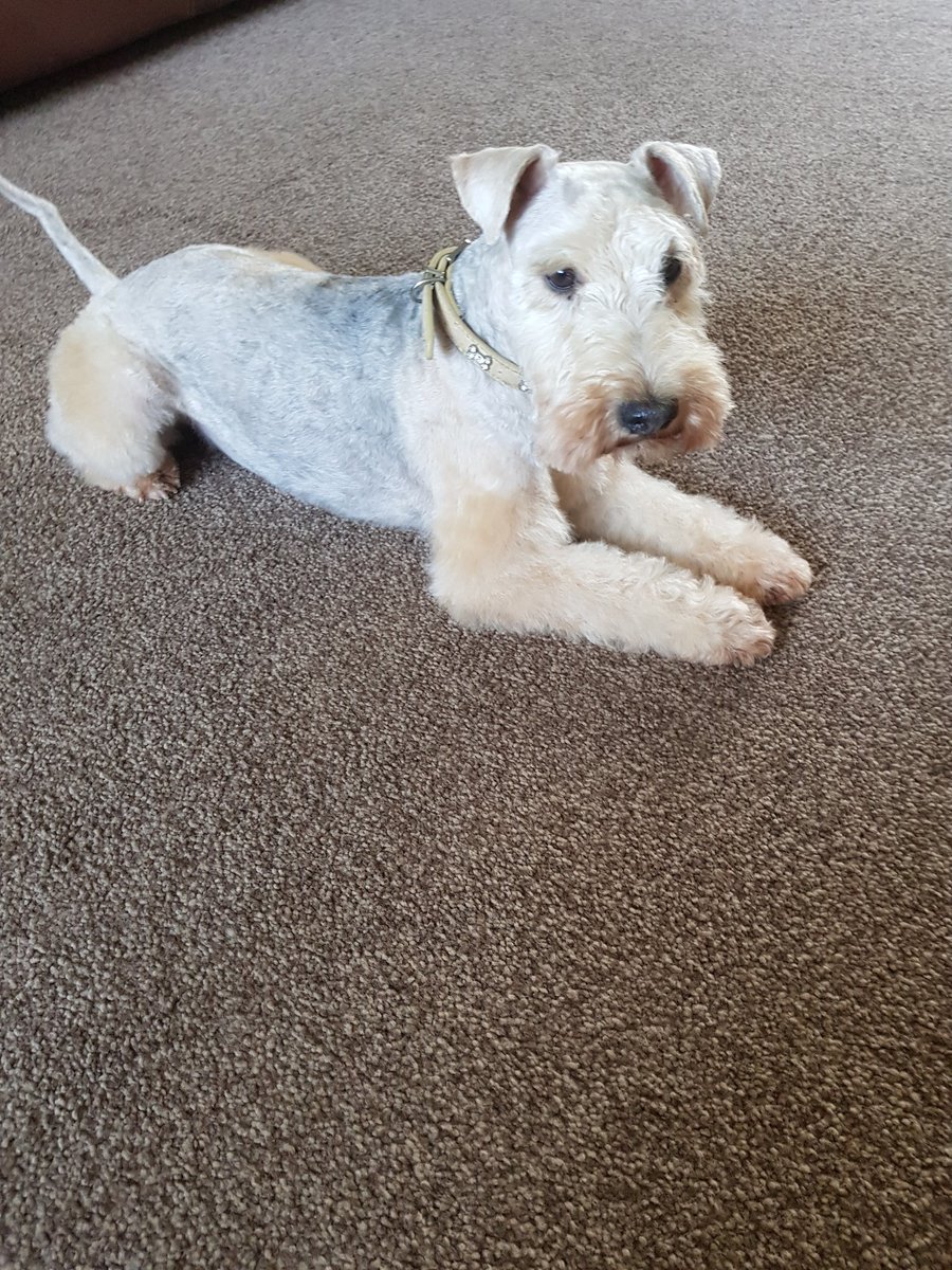Hi fur pals. Just been to the fur dressers. I'm freezing.