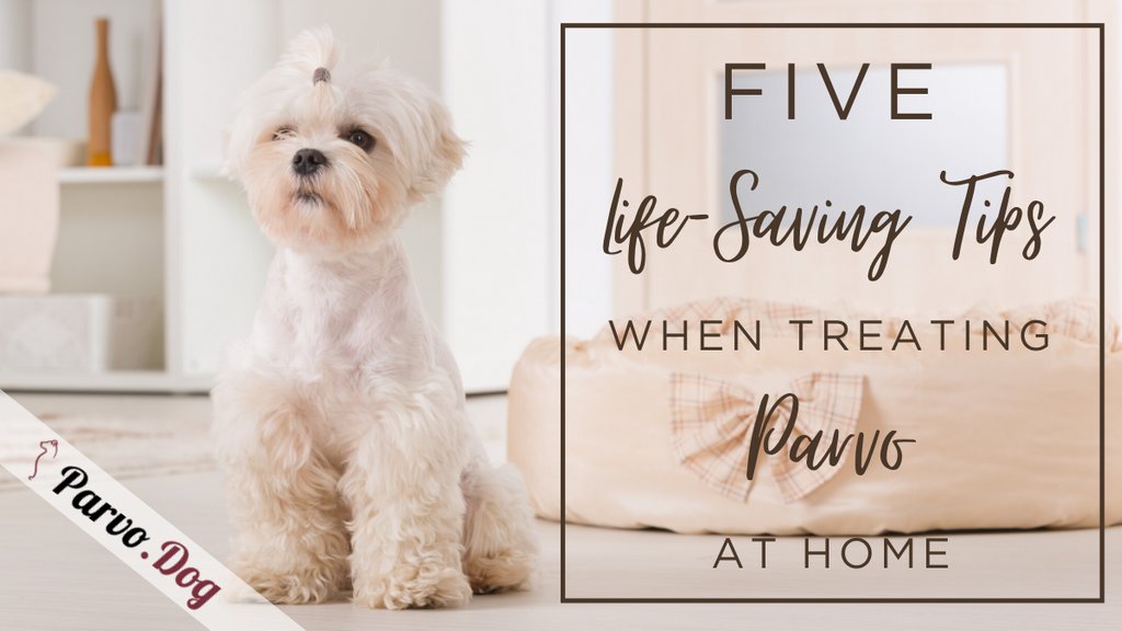 ARPA_Group's tweet photo. Parvo is one of the deadliest dog diseases out there, but if you act fast and know which actions to take, it's not impossible to save your pup at home!

➡ Learn 5 life-saving tips when treating Parvo at home in our blog: https://t.co/Xe8p2br1eV https://t.co/koXzI1ztgf