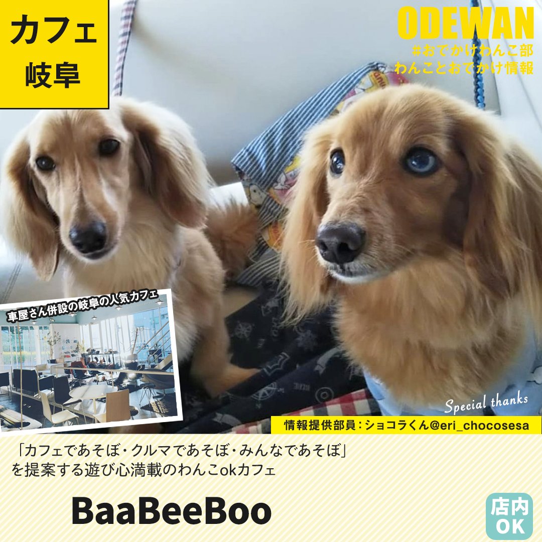 odewanbu's tweet photo. 「BaaBeeBoo」に行ってきたよ！ショコラくん・OILくんから写真レポが届きました！岐阜県／わんこOKカフェの詳細

https://t.co/3FLDfcHFU7

#おでかけわんこ部 #わんことお出かけ #わんこok #わんこokカフェ #犬部 

#ミニチュアダックス #BaaBeeBoo #岐阜カフェ
#ミニチュアダックス部 https://t.co/8Vhmx9lltA