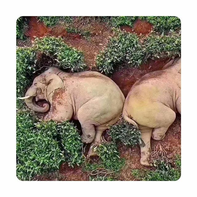 Dans la province de Yuan, en Chine (épicentre du coronavirus), un groupe d’éléphants qui se promenait à la recherche de nourriture s’est retrouvé au cœur d’un champ de vin de maïs. Quatorze éléphants sont tombés sur trente litres d’alcool déjà prêts à la… ift.tt/33M20m8