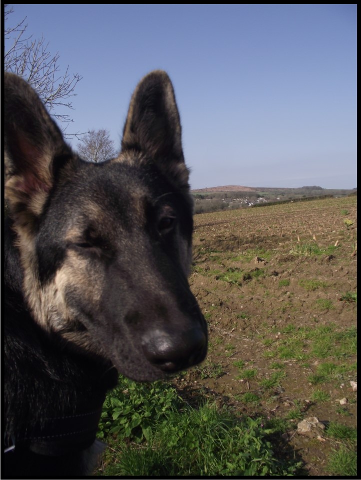 strangecurios's tweet photo. #GermanShepherds apparently need more stimulation & exercise than nearly any other breed.
Just returned from a 2hr stomp.
See that hill.
Just walked there done that.
Saw x2 people & x3 pheasants.
#OffBeatenTrack https://t.co/ukl6prJ6N8