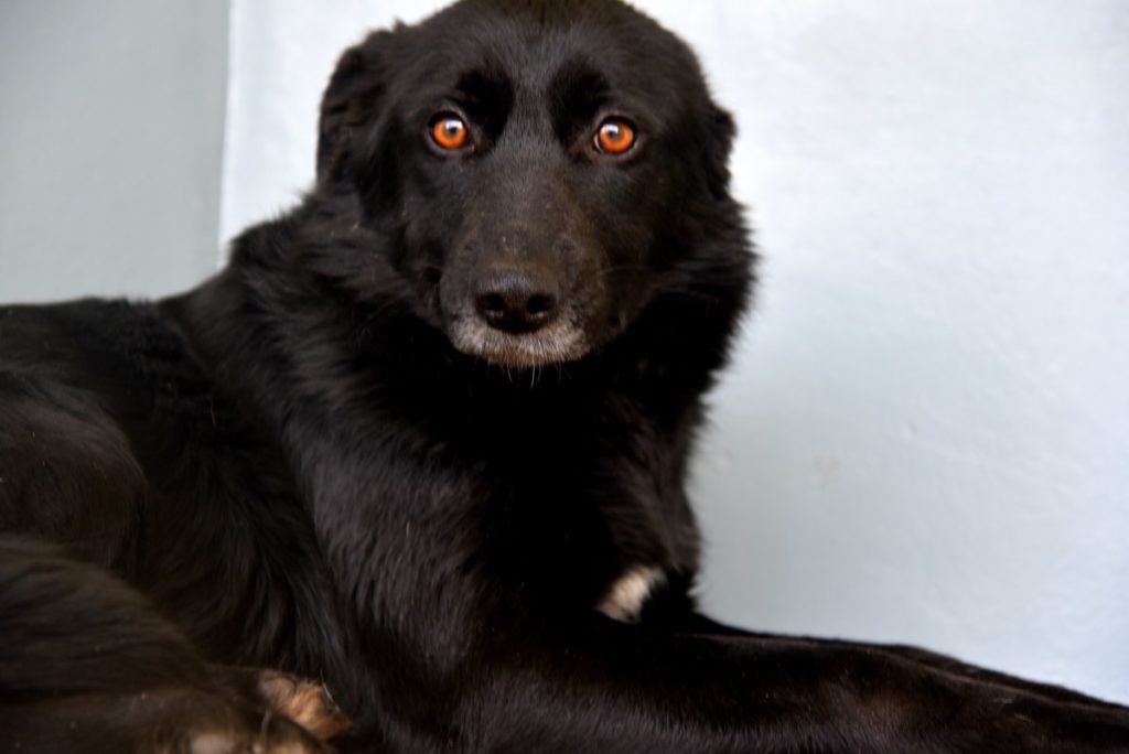Do you need some 'JOY' in your life! Meet Joy, a 1 yr or so #Collie. Joy is looking to leave kennel life behind and find a new home. Black dogs statistically are harder to re-home than any other colour, let's hope that's not the case with Joy. Deets: petbond.ie/pet/joy/ RT?💚