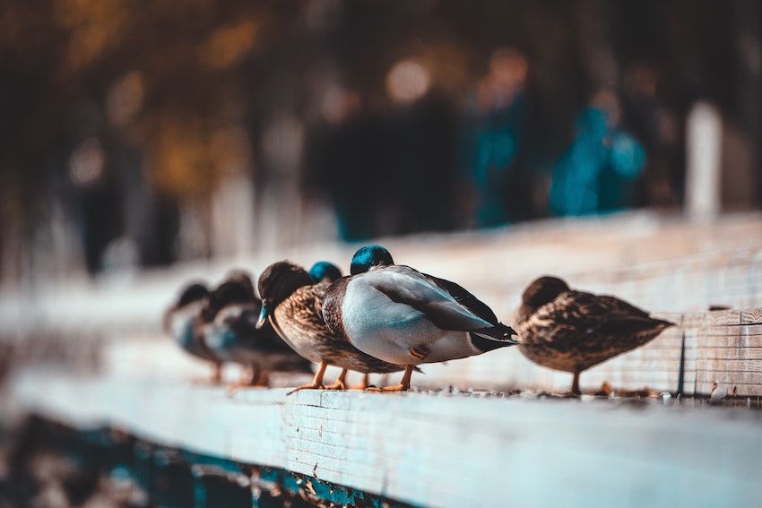 Focused_Mkt's tweet photo. When there is so much in this world that we can’t control, how about we focus on the things we can control. In our latest blog post, our CEO, Kerri Eckart provides some tips on some things you can do to get some of your marketing ducks in a row. 

https://t.co/mT4zXyFcpx https://t.co/y7nCAm2phP
