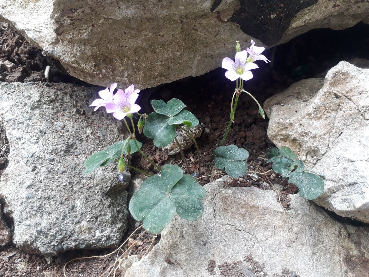 JBalinte's tweet photo. Day 10: I seem to have discovered a plant called Resurrection Plant.

Time to start a new Pandemic.

A pandemic long dreamnt by many. 🤔😶namely gamers.. https://t.co/CriUCj9RBI
