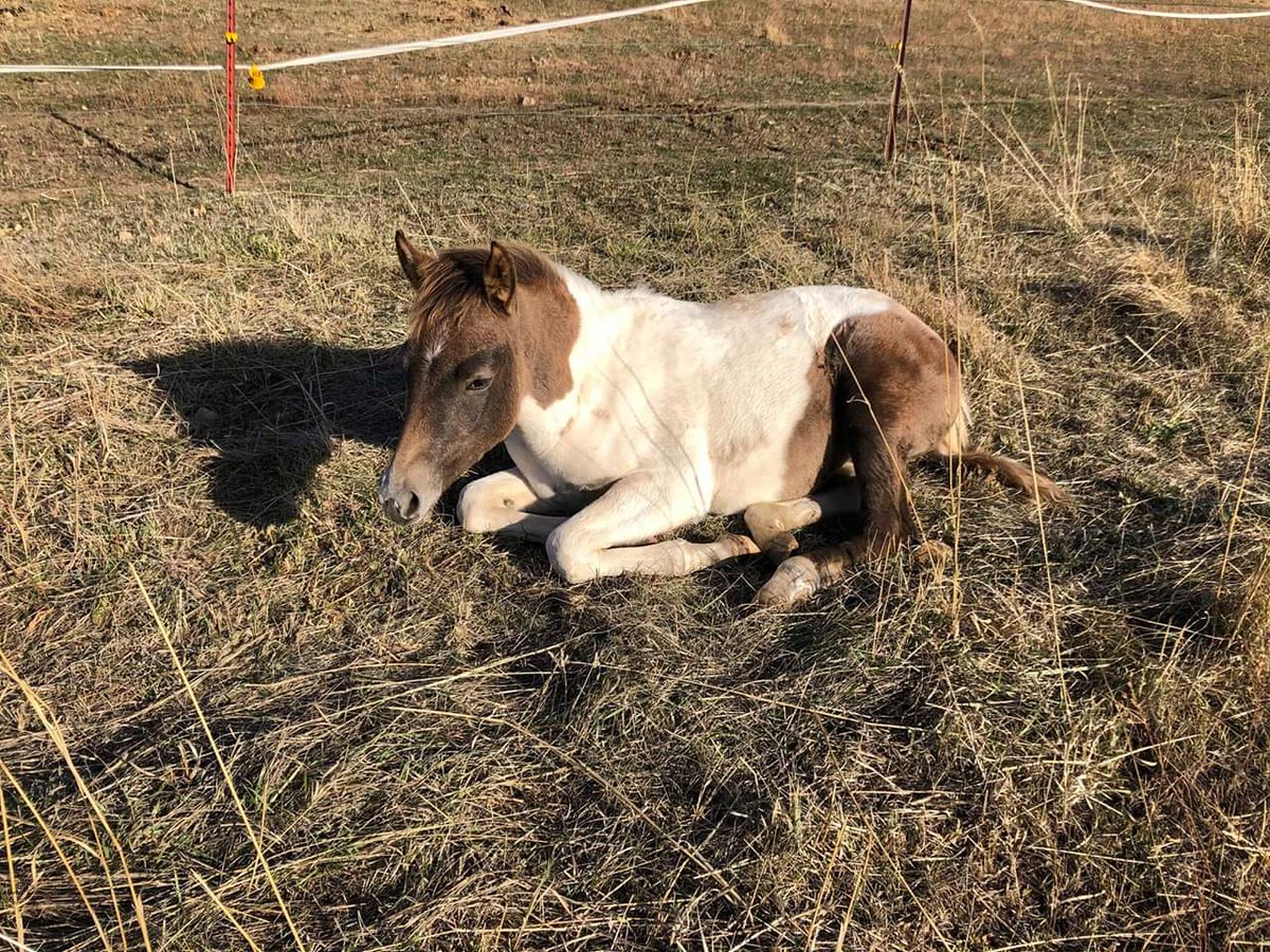 AcresOrphan's tweet photo. Baby Maya decided to nap in the orchard and it was too cute not to photograph!

#horses #rescue #sanctuary #orphanacres #Idaho https://t.co/ELItt0V0a7