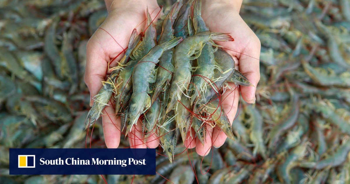 How Singapore start-up’s #sustainable #seafood grown from stem cells could disrupt global shrimp industry
ow.ly/Dox350yMyUS