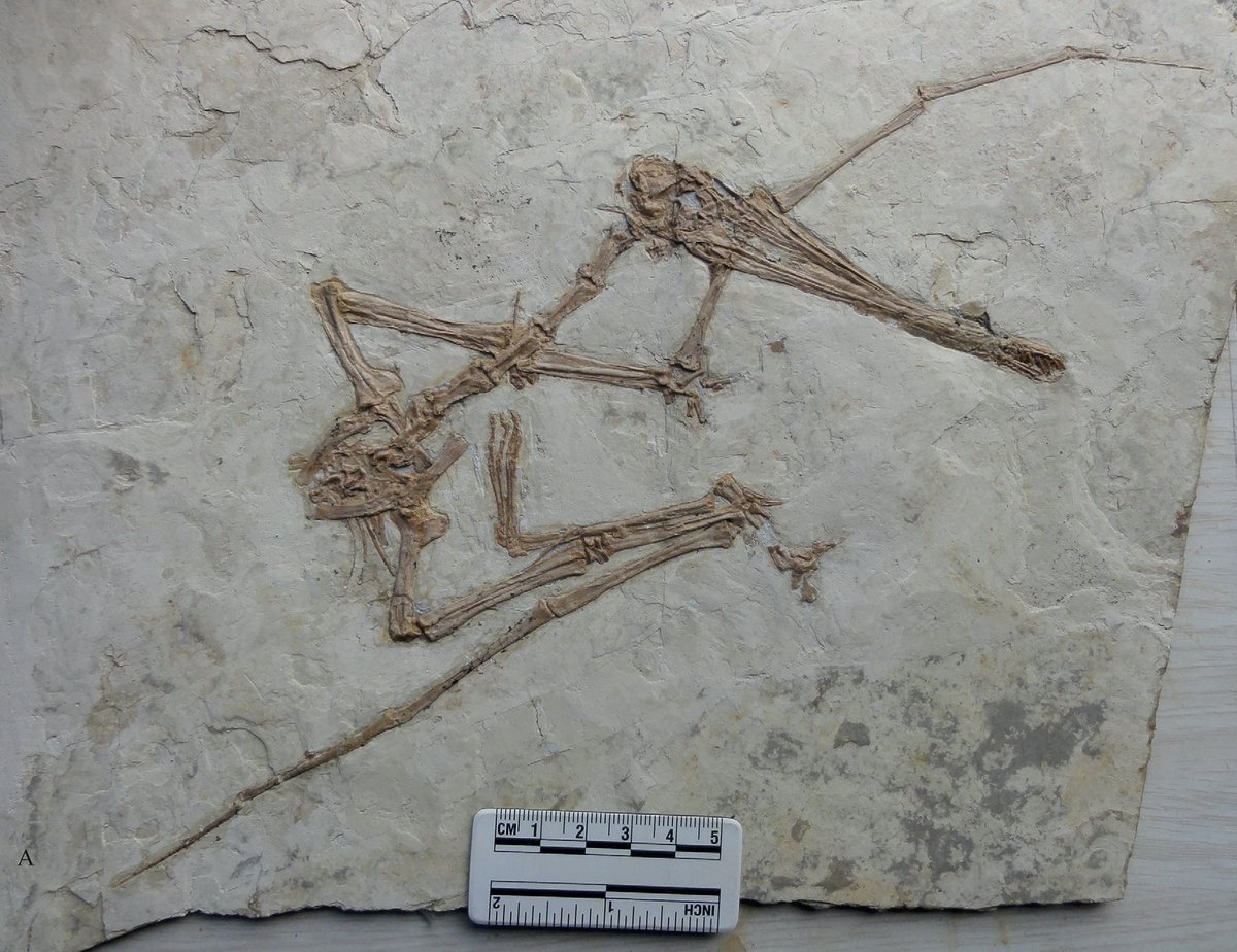  #Pterosaur of the day G: Gladocephaloides "sword head". Named after its triangular, elongate head, this pterosaur lived 120 Ma in western China. This specimen from Jinzhou Paleontological Museum (Lu et al. 2016) 1/3