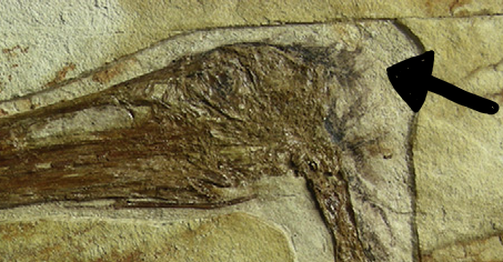 Close-up on the head of another specimen shows preserved "hairs", termed pycnofirbres. Gladocephaloides was thus fuzzy and not scaly, likely for insulation, and provides more evidence that  #pterosaurs were warm-blooded (Lu et al. 2012) 2/3