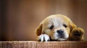 JoomlaBuff's tweet photo. It's world #PuppyDay! Dogs are not our whole life, but they make our lives whole.
Most of us will be in #wfh in this time. Post a pic of your pawsome companion now and forever in the comment section.
Let's celebrate our #pawpartner & spread positivity which is much needed now.🐶 https://t.co/tLSZgAXyPd