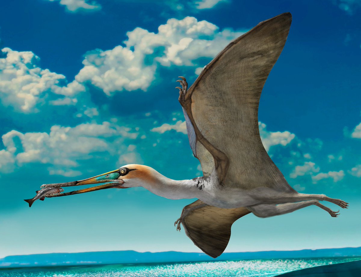 Gladocephaloides reconstruction from Lu et al. (2016). This  #pterosaur is a supposed fish-feeder, flying low over lakes and rivers and plucking out fish whilst on the wing 3/3