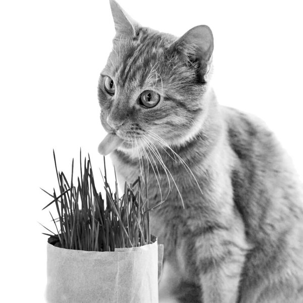 wichitadesigns's tweet photo. Okay, real talk. This is Johnny, he's our office cat. Johnny knows what's going on.

#wichitadesigns
#webdesign
#wichita
#wordpress
#wichitamarketing
#SEO
#wichitacreatives
#improveyourwebsite
#entrepreneurs
#entrepreneurship https://t.co/D0SabHVqV6