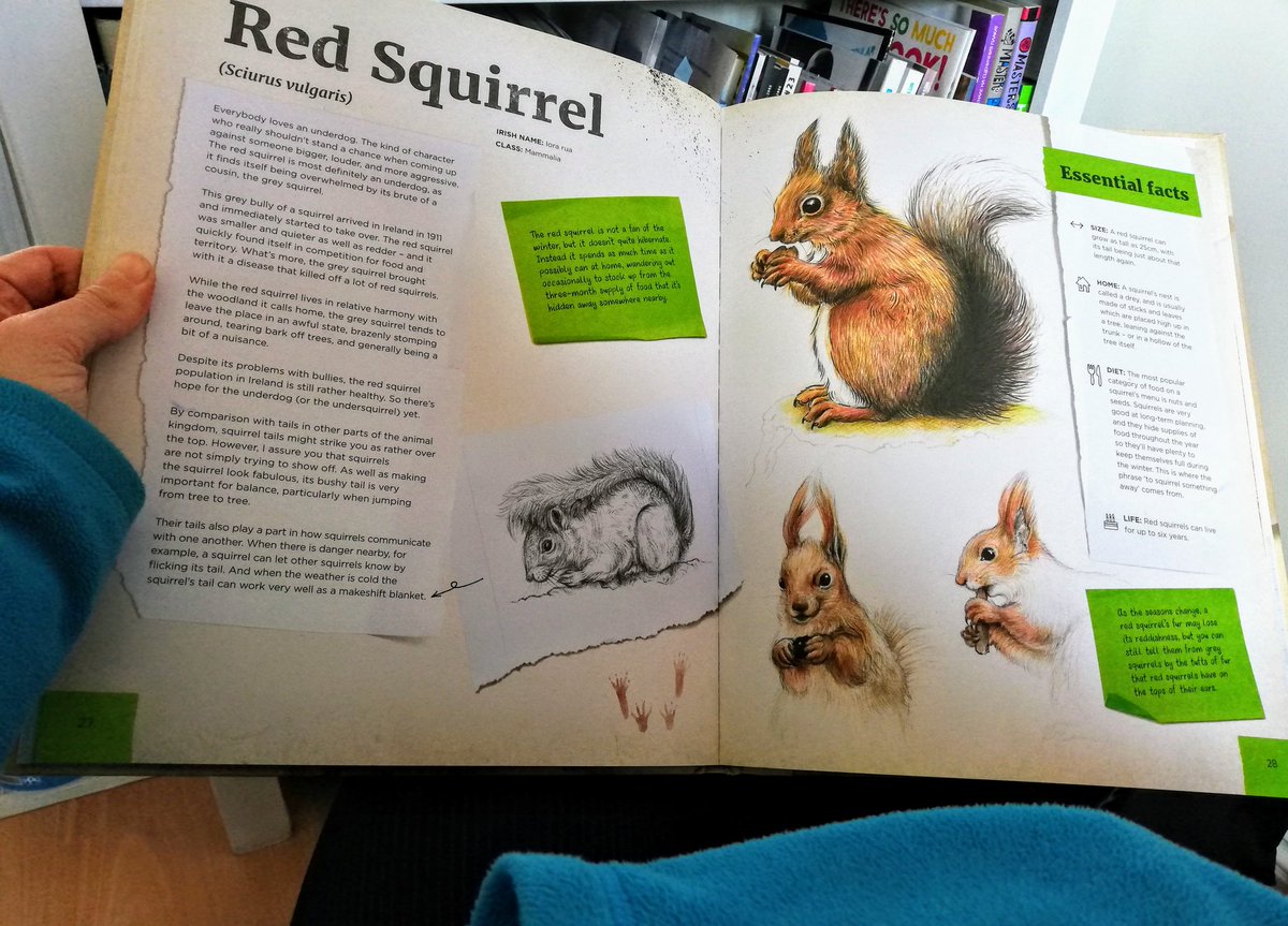 AgaGrandowicz's tweet photo. Yesterday, in Tibradden forest, I saw a red squirrel :))) the first time ever since I moved to Ireland! Didn't take a photo but here's a spread from the
#compellingcompendium dedicated to this beautiful and super cute rodent.
#redsquirrel
@LaoisCouncil
@JuanitaBees https://t.co/aWoqE2yJz7