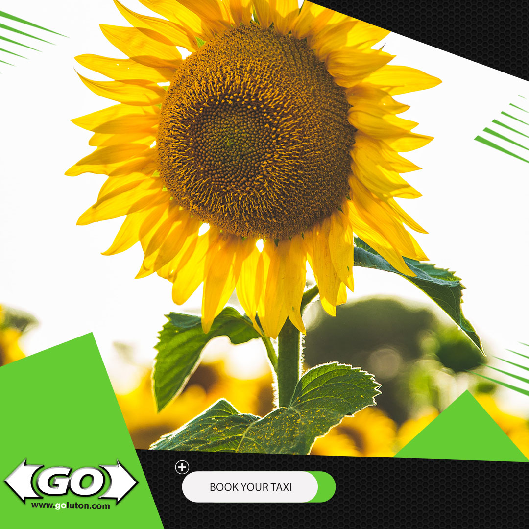 Despite what is happening around the world, always look on the bright side of life. 

#BookGoCars via App for a quick and easy ride!
Download for FREE: goluton.com

#luton #dunstable #taxiluton #lutontaxi #lutonairport #lutonairporttaxi