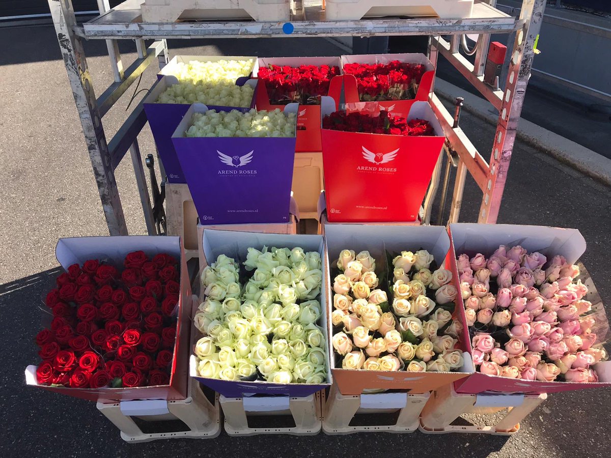 iperen_nl's tweet image. Ook de bewoners en medewerkers van Maasheim in Puttershoek een hart onder de riem kunnen steken met mooie rozen van @ArendRoses. Wij dagen @djcornelisse van Nufarm,  Marco Molenaar van @HaifaGlastuinb en Harm Vogels van   @intracare1 uit mee te doen met de #flowerboostchallenge