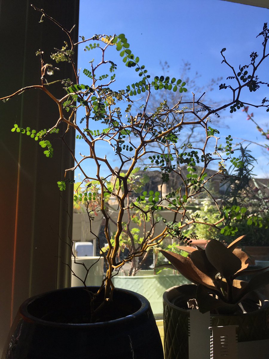 My sophora prostrata tree today. Love the zigzag branches