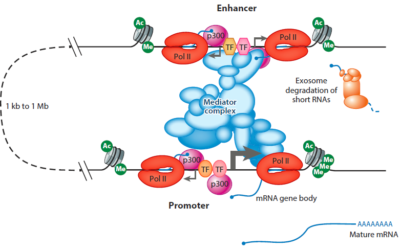 Evaluating enhancer function and transcription review by Andrew Field and K...