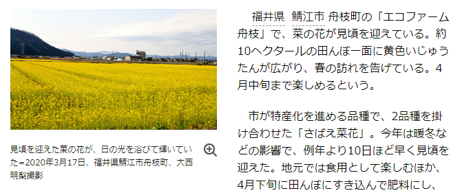 黄色のじゅうたん、春の便り：エコファーム舟枝で、菜の花が見頃を迎えている。約10ヘクタールの田んぼ1面に黄色いじゅうたんが広がり、春の訪れを告げて... blog.livedoor.jp/pahoo/archives… #tabi