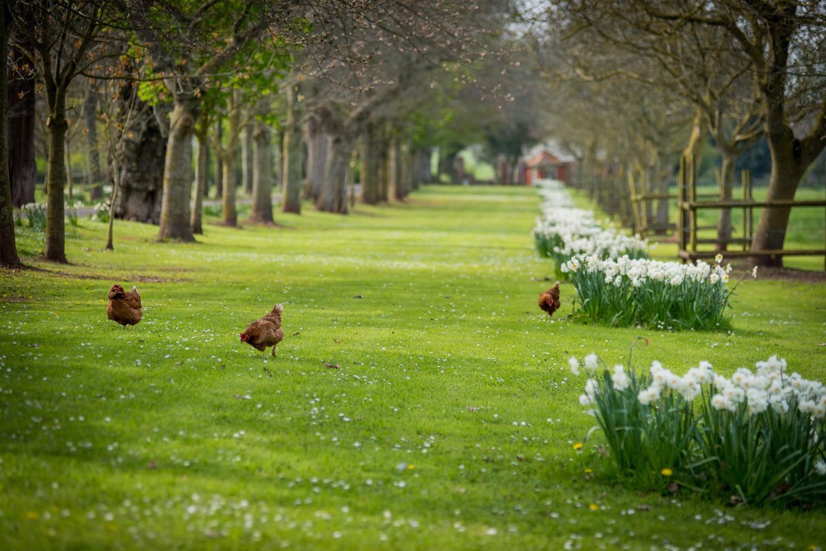 If like us you have woken up to feelings of uncertainty consuming our thoughts then look no further than a bright sunny picture of our gardens. Here at Maunsel House we are trying to stay calm and positive, reassuring those that we will get through this! 
Spot the chickens!
