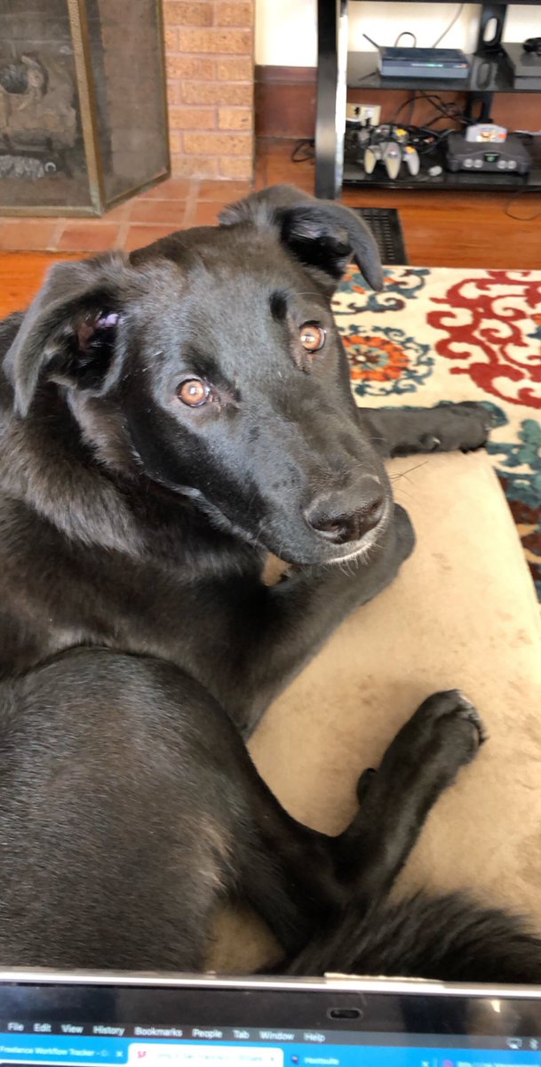 stephhbarbato's tweet photo. @dog_rates https://t.co/ETFXWI801Z