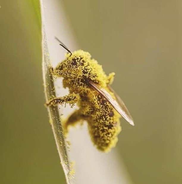 Someone had a busy day! 🐝 #ImmortalBees #Bees #SaveTheBees