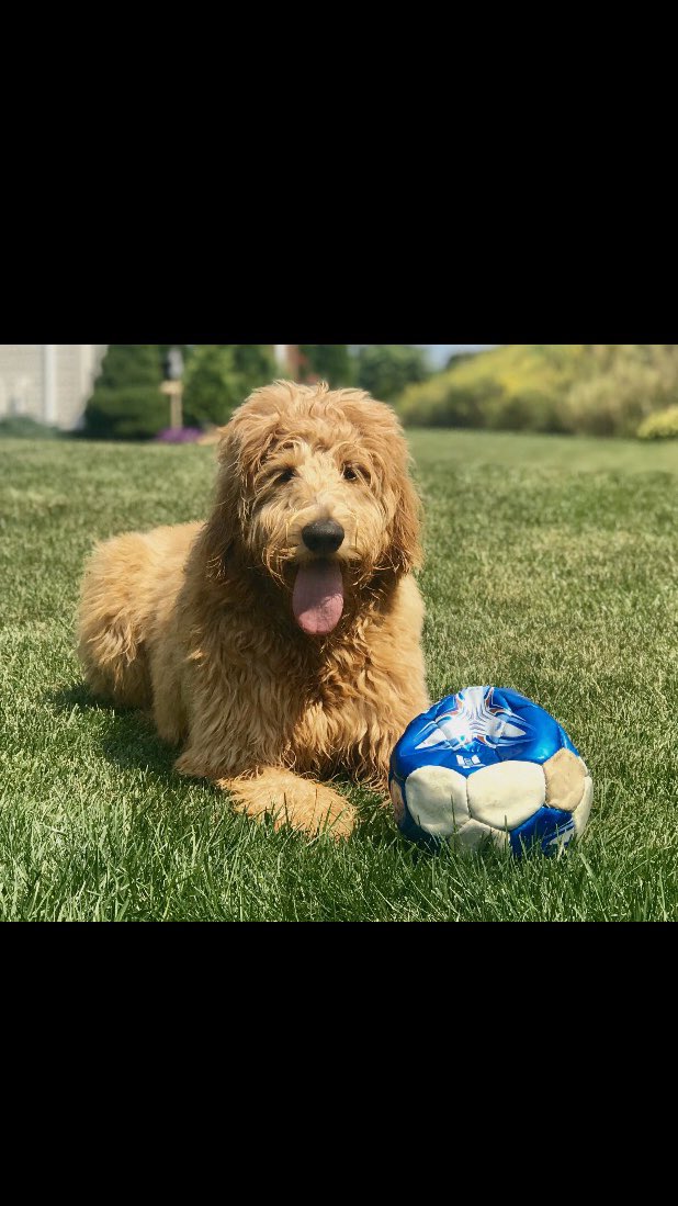 Pitt_MSOC's tweet image. Twitter, meet Tyrone, Poppy and Hope 🐶

@JacksonWalti 
@louisspicer13 
@AnthHarding 

#NationalPuppyDay | #H2P