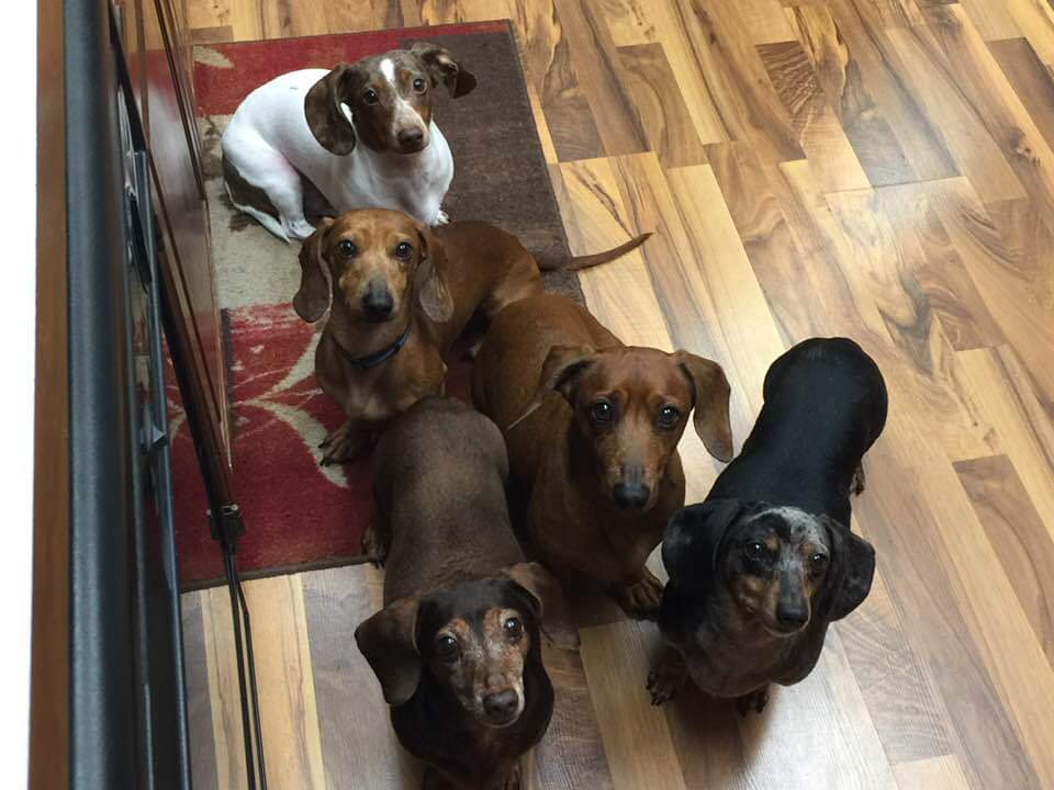 KTNor1's tweet photo. @dog_rates https://t.co/DVPIX6y3Dn