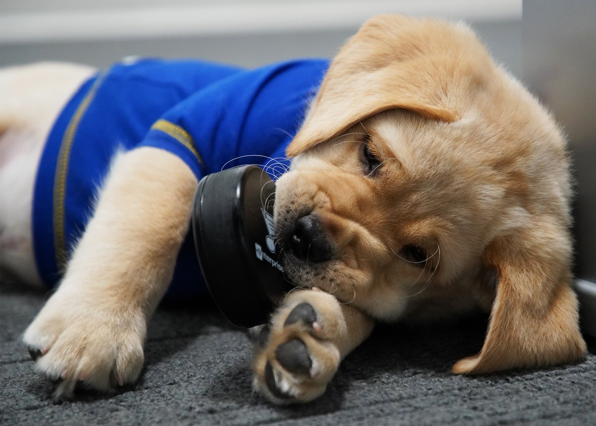 StLouisBlues's tweet photo. We figure everyone could use a little Barclay content right now. Happy #NationalPuppyDay!

Do you have a pup who also loves the Blues? Reply to this tweet with a photo! https://t.co/gf80Uz2jPp